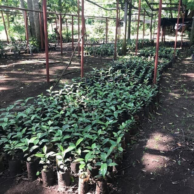 Tanzania_Ngorongoro_Congoni_Farm_Agarwal_Family_Wash_AA_1_1.jpg